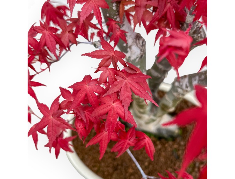 Acer Palmatum Deshojo - Arce - 52 cm