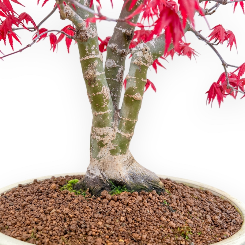 Acer Palmatum Deshojo - Ahorne - 52 cm