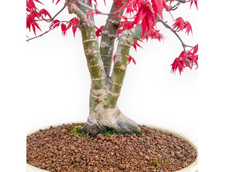 Acer Palmatum Deshojo - Esdoorn - 52 cm