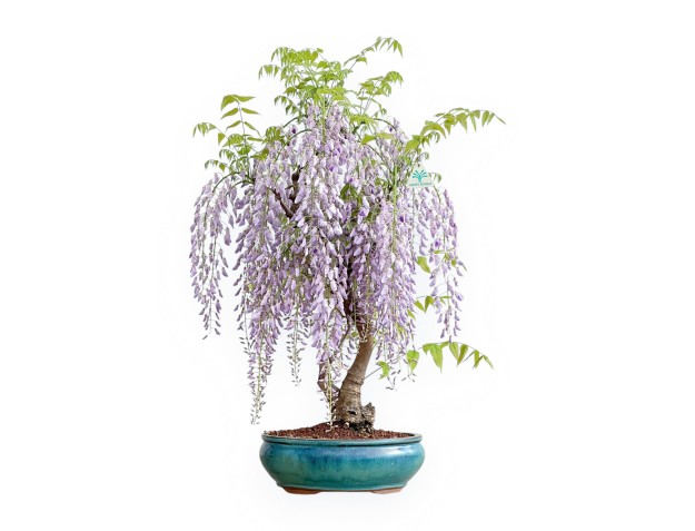 Wisteria Floribunda - Glycine - 80 cm