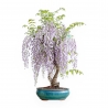 Wisteria Floribunda - Glicine - 80 cm