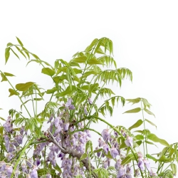 Wisteria Floribunda - Glicine - 80 cm