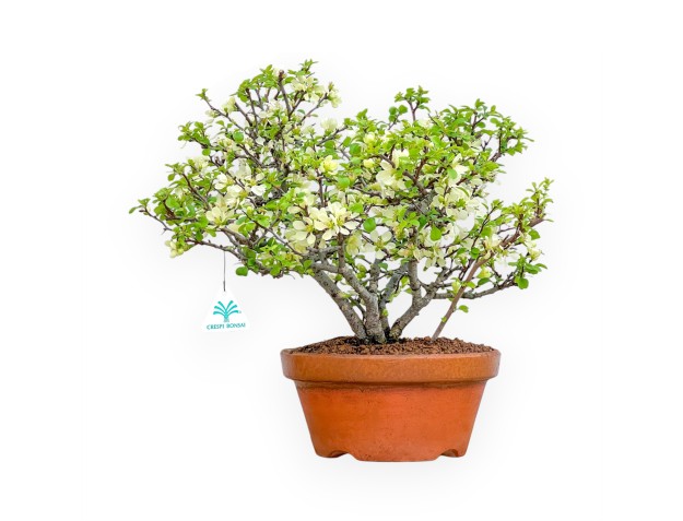 Chaenomeles Chojubai - Coing Asiatique - 39 cm