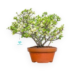 Chaenomeles Chojubai - Cotogno - 39 cm