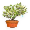 Chaenomeles Chojubai - Asian Quince - 39 cm