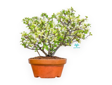 Chaenomeles Chojubai - Cotogno - 39 cm