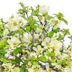 Chaenomeles Chojubai - Cotogno - 39 cm