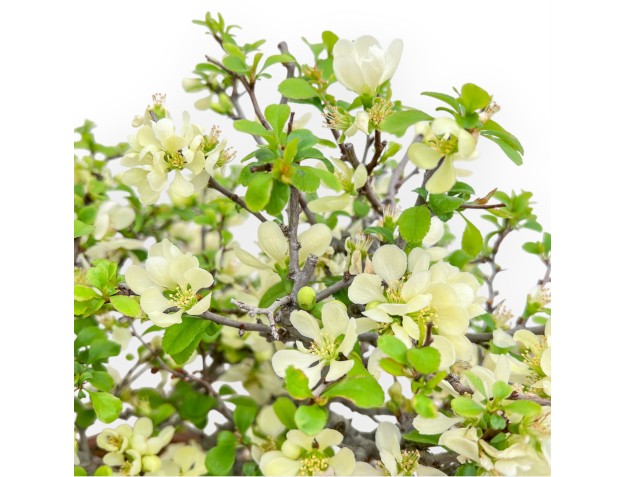 Chaenomeles Chojubai - Membrillo - 37 cm 2