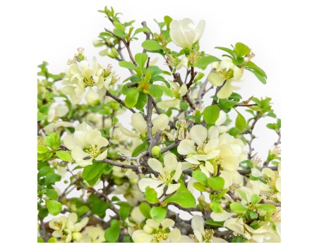 Chaenomeles Chojubai - Coing Asiatique - 39 cm