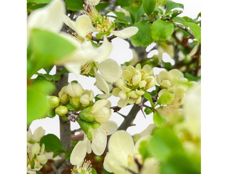 Chaenomeles Chojubai - Kweepeer - 37 cm