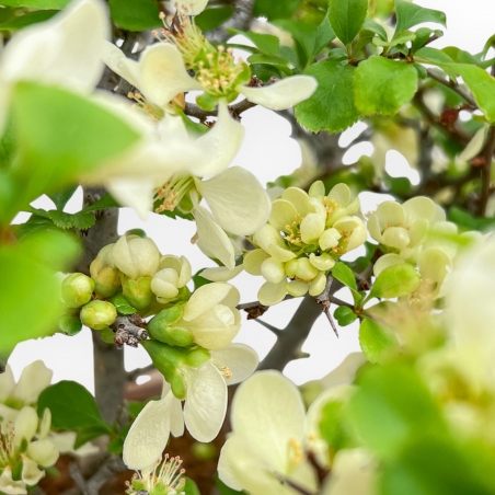 Chaenomeles Chojubai - Membrillo - 37 cm