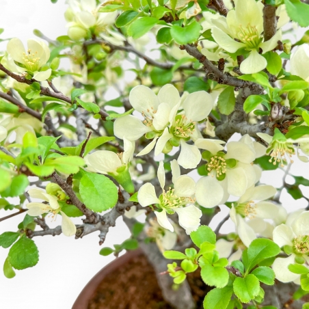 Chaenomeles Chojubai - Asian Quince - 39 cm