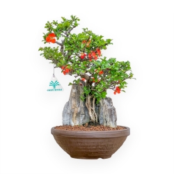 Chaenomeles Chojubai - Coing Asiatique - 36 cm