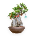 Chaenomeles Chojubai - Asian Quince - 36 cm