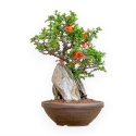 Chaenomeles Chojubai - Asian Quince - 36 cm
