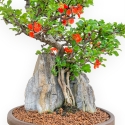 Chaenomeles Chojubai - Asian Quince - 36 cm