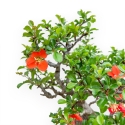 Chaenomeles Chojubai - Asian Quince - 36 cm