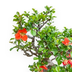 Chaenomeles Chojubai - Coing Asiatique - 36 cm