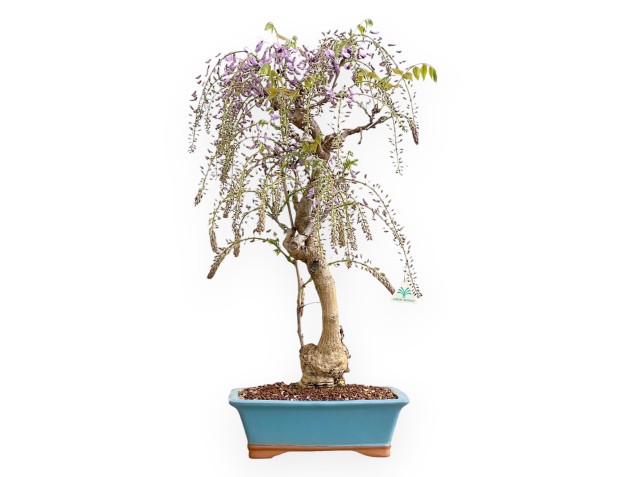 Wisteria Floribunda - Glicine - 80 cm