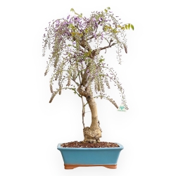Wisteria Floribunda - Wisteria - 80 cm