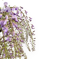 Wisteria Floribunda - Wisteria - 80 cm