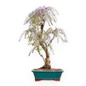 Wisteria Floribunda - Wisteria - 80 cm