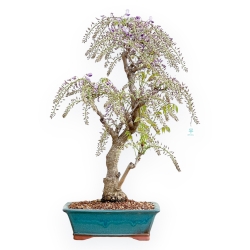 Wisteria Floribunda - Wisteria - 80 cm