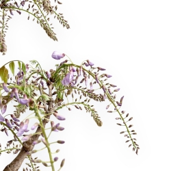 Wisteria Floribunda - Wisteria - 80 cm