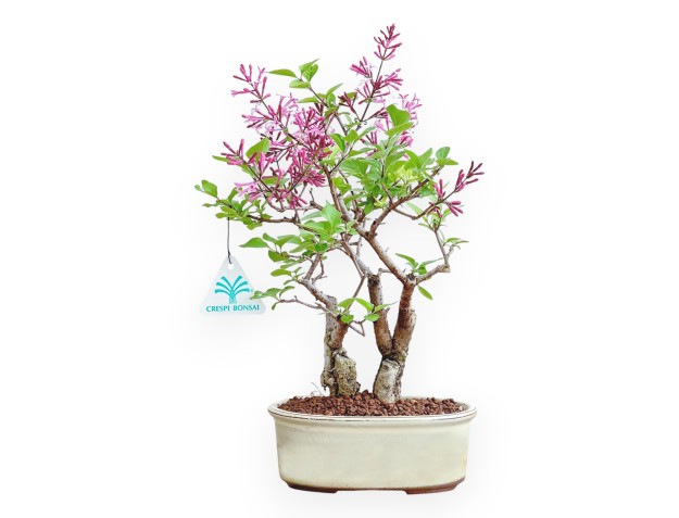 Syringa Vulgaris - Lilas - 22 cm