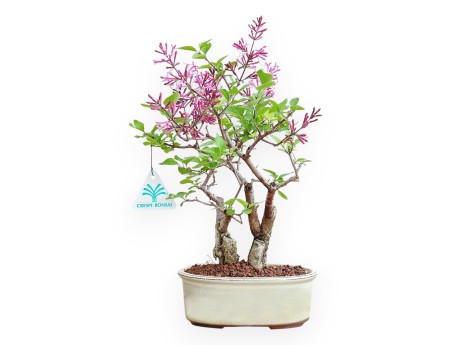 Syringa Vulgaris - Lillà - 22 cm