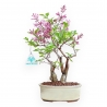 Syringa Vulgaris - Lillà - 22 cm