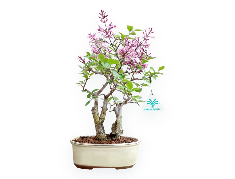 Syringa Vulgaris - Lillà - 22 cm