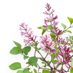Syringa Vulgaris - Lillà - 22 cm