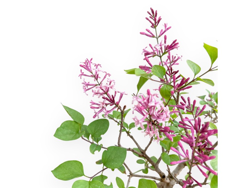 Syringa Vulgaris - Lillà - 22 cm