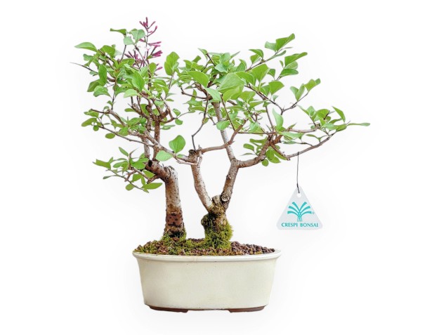 Syringa Vulgaris - Lilas - 25 cm