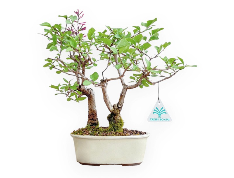 Syringa vulgaris – Flieder – 25 cm