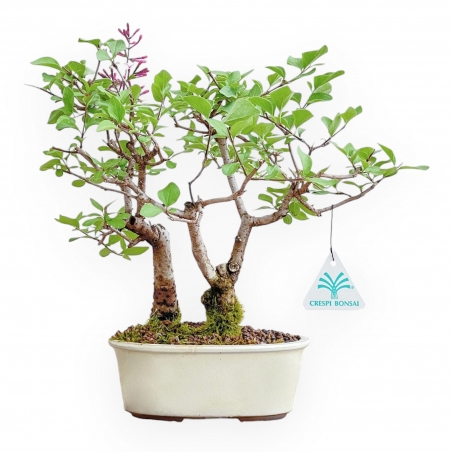 Syringa Vulgaris - Lilas - 25 cm