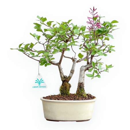 Syringa vulgaris – Flieder – 25 cm
