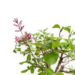 Syringa Vulgaris - Lillà - 25 cm