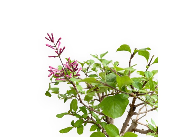 Syringa vulgaris - Sering - 25 cm 2