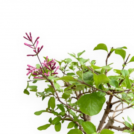 Syringa vulgaris - Lila - 25 cm