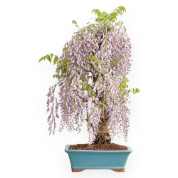 Wisteria Floribunda - Wisteria - 80 cm