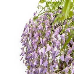 Wisteria Floribunda - Wisteria - 80 cm