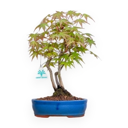 Acer Palmatum Viridis - Érable - 34 cm