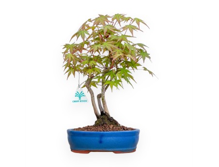 Acer Palmatum Viridis - Érable - 34 cm