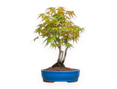 Acer Palmatum Viridis - Ahorne - 34 cm