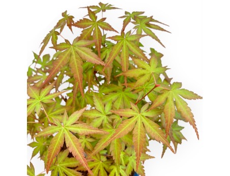 Acer Palmatum Viridis - Esdoorn - 34 cm