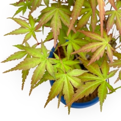Acer Palmatum Viridis - Érable - 34 cm