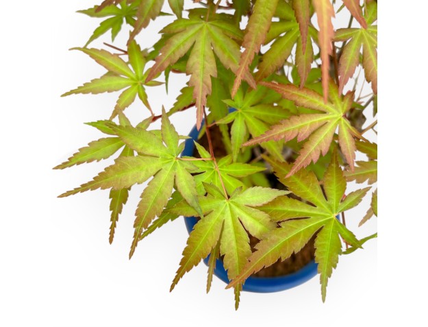 Acer Palmatum Viridis - Esdoorn - 34 cm 2