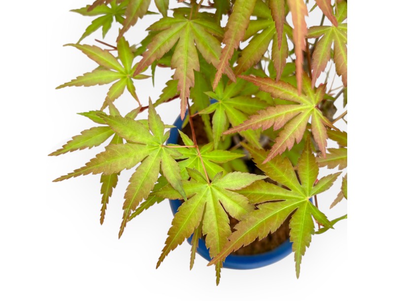 Acer Palmatum Viridis - Érable - 34 cm